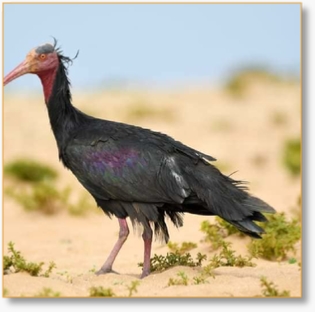 * 9-Day Birdwatching Tour: Avian Wonders