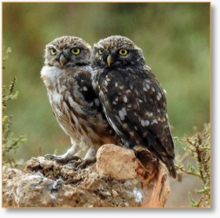 9-Day Birdwatching Tour