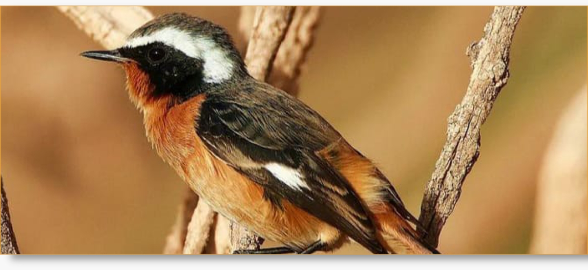 Morocco Birding Tour Package