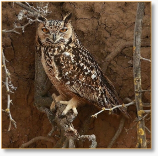 Morocco Birding Tour Package