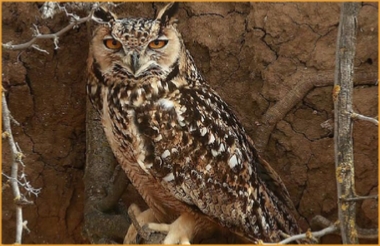 Best Destinations Birding Tours Morocco