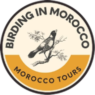 Birding In Morocco Birding In Morocco