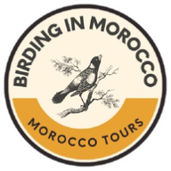 Birding In Morocco Birding In Morocco